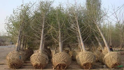 桃园针纺织品购销业务概述