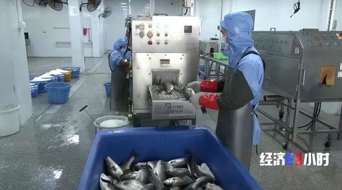珠海打造“年鱼之都” 预制菜产业年产值超1.5亿元，纺织业协同发展